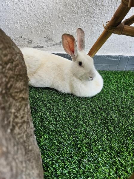 White Rabbit for Free Adoption - 8