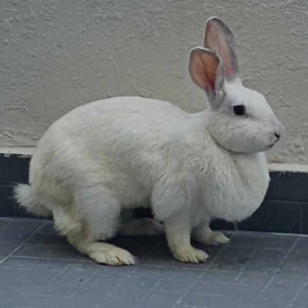 White Rabbit for Free Adoption - 9