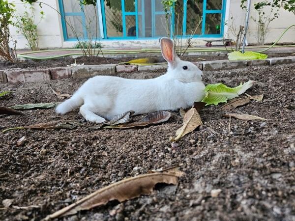 White Rabbit for Free Adoption - 4