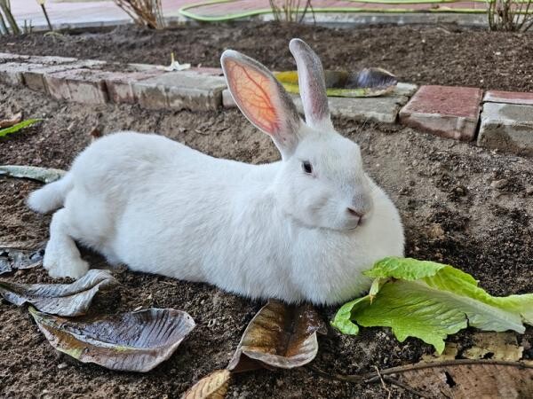 White Rabbit for Free Adoption - 5