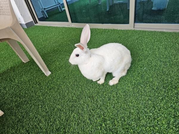 White Rabbit for Free Adoption - 7