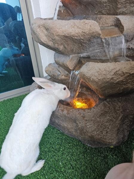 White Rabbit for Free Adoption - 6