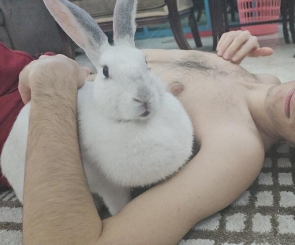 White Rabbit for Free Adoption - 3