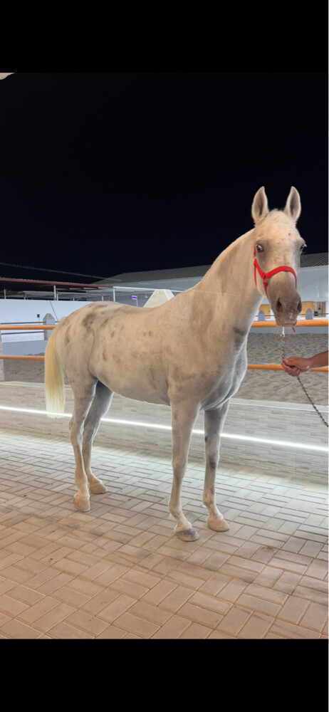 فرس عربيه ريس - 1