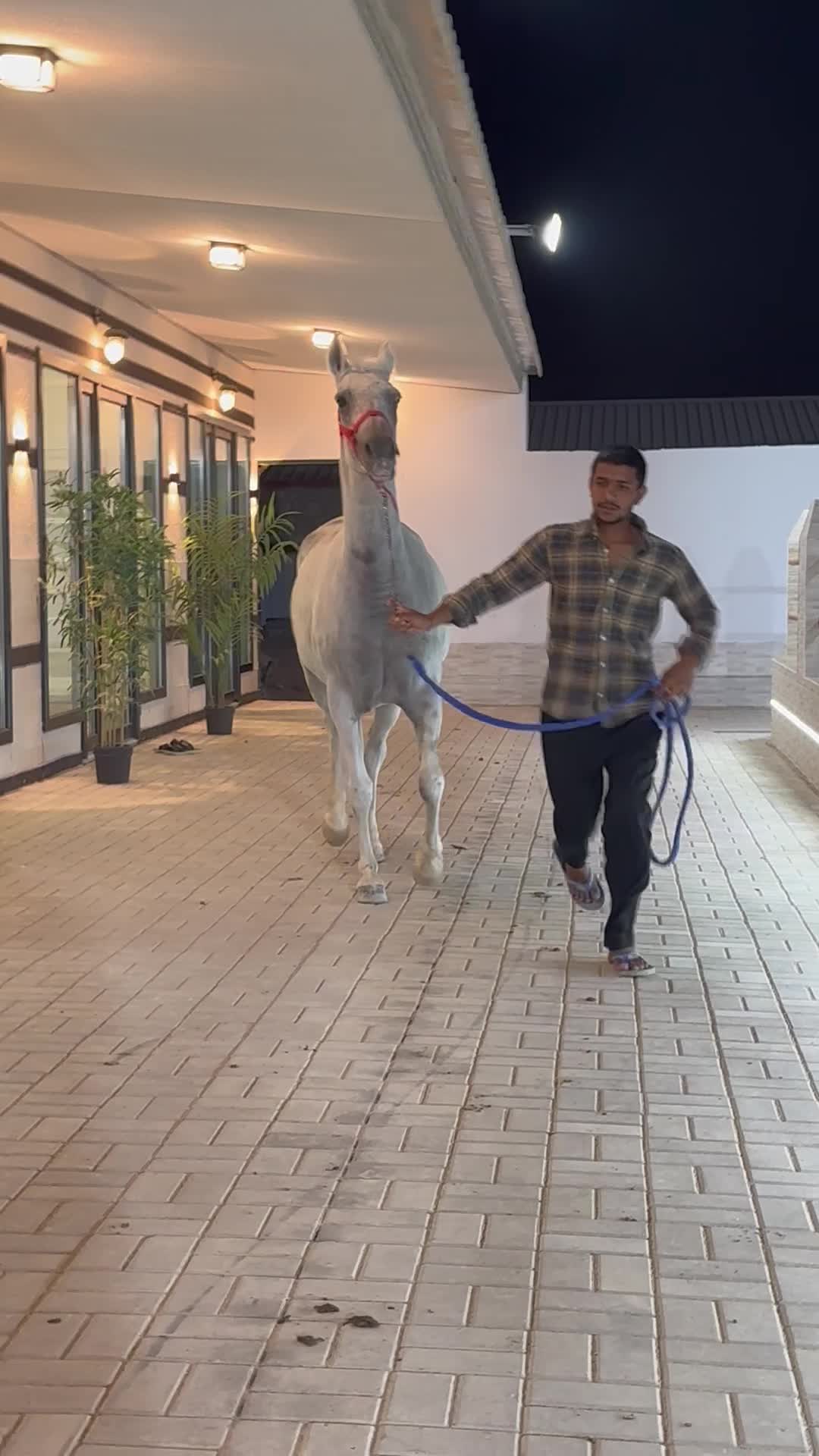 فرس عربيه ريس - 9