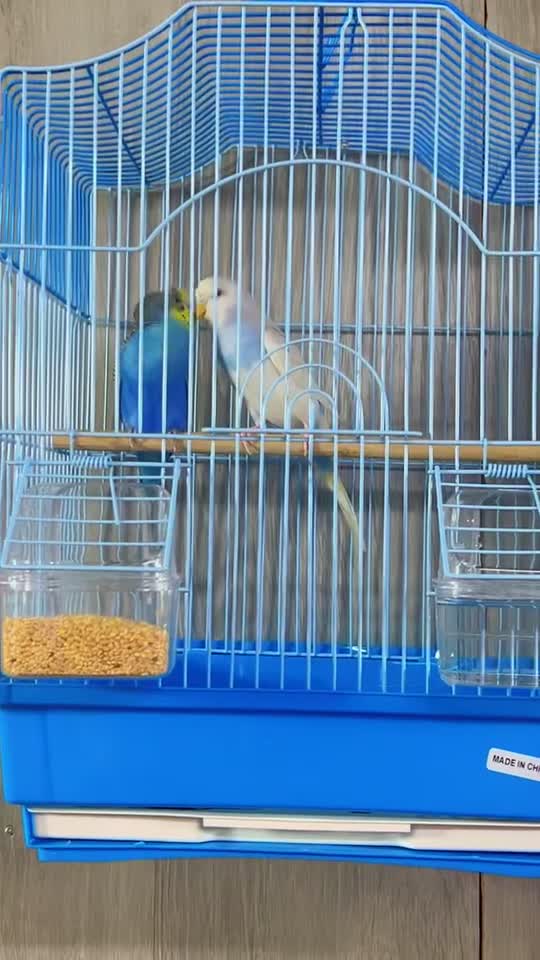 pair birds ready breeding new cage - 2