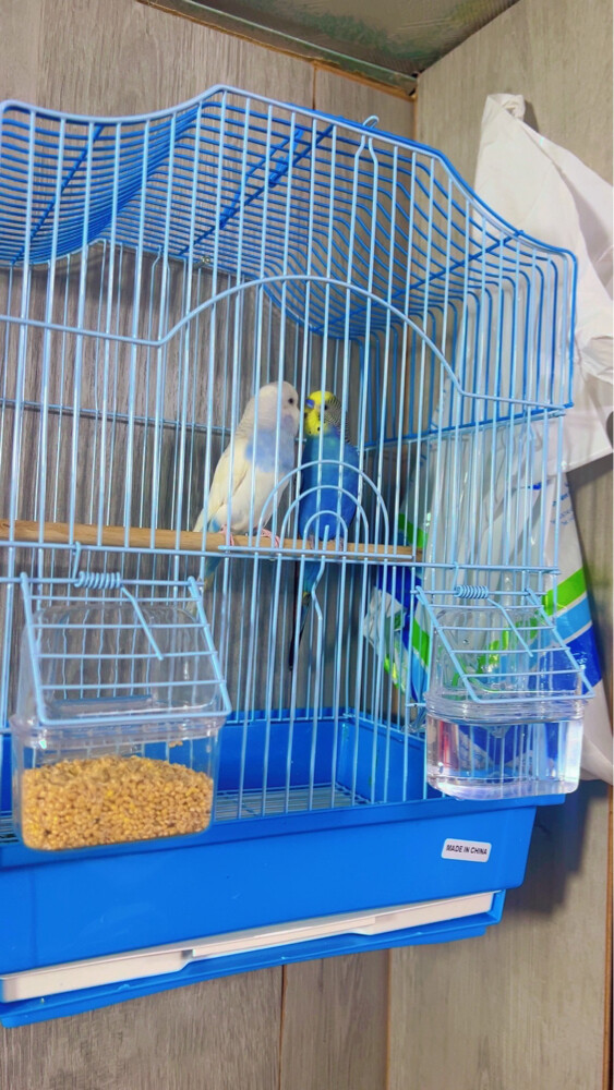 pair birds ready breeding new cage - 1