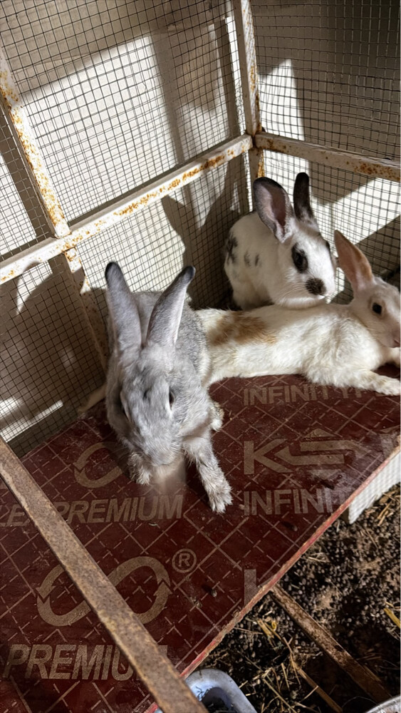 for sale - 4