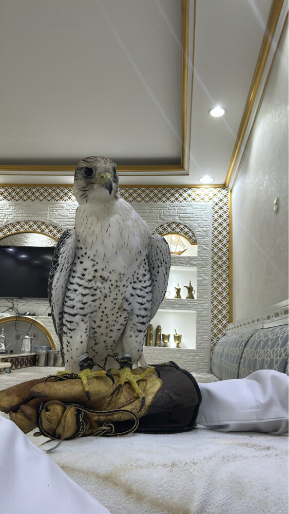 جير تبع - 2