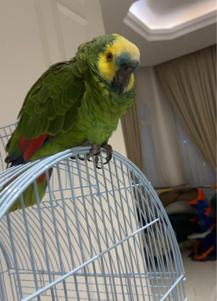 Amazonian blue fronted bird - 2