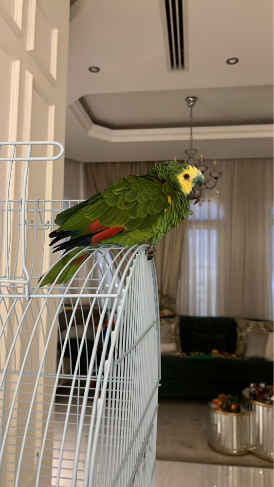 Amazonian blue fronted bird - 1