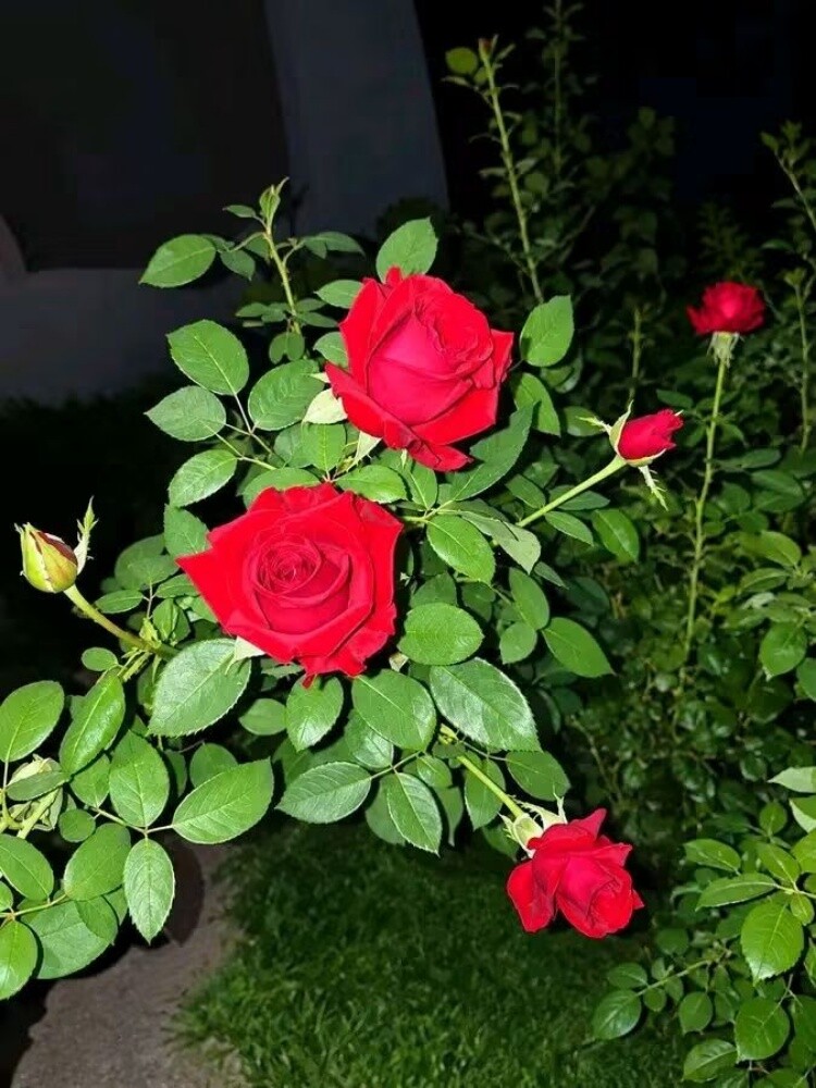 مس مفيدة - 1