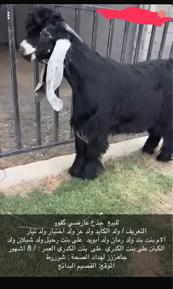 عوارض اصليه  - 2