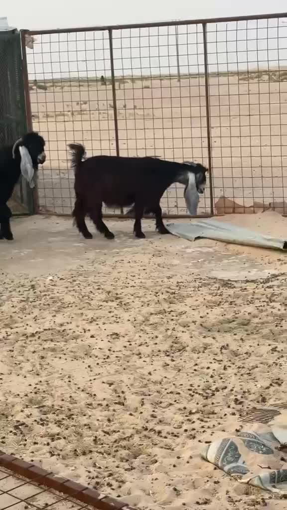 عوارض اصليه  - 3