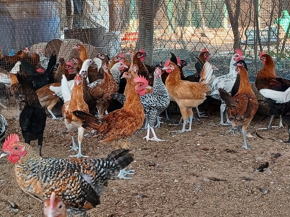 Desi Male &femaile chicken for sale - 2