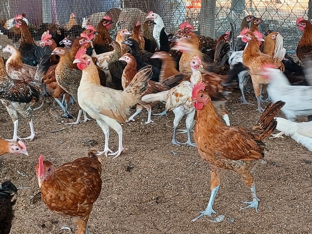 Desi Male &femaile chicken for sale - 1