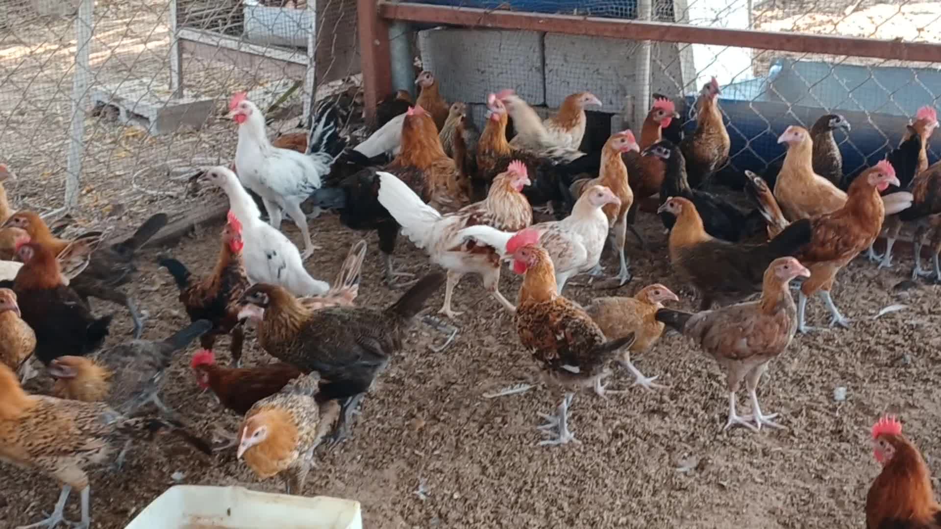 Desi Male &femaile chicken for sale - 3