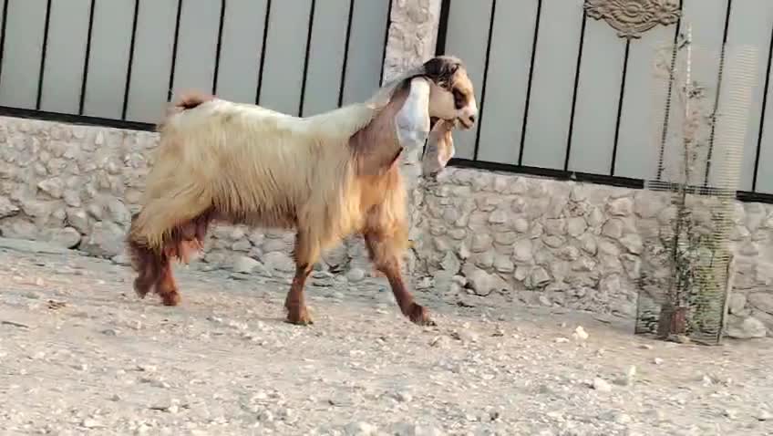 فحل عارضي اصفر توه تني - 4