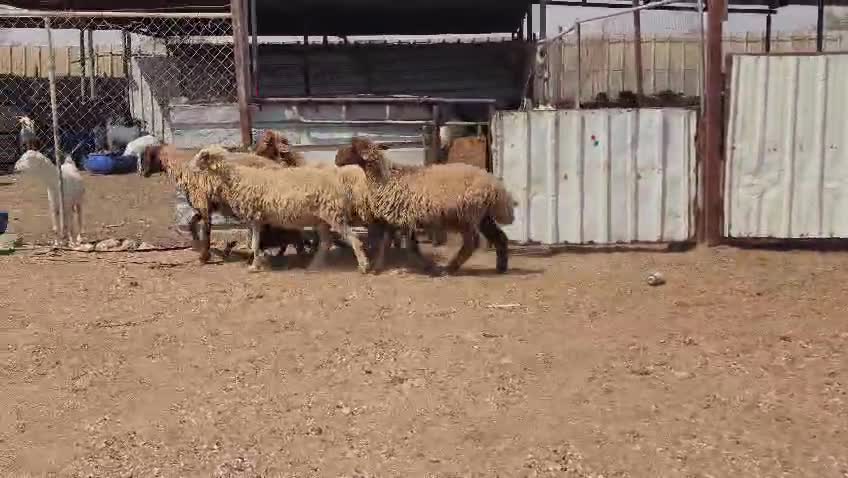 للبيع شويهات سوريه اباكير - 1
