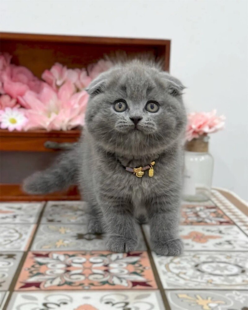 Scottish Fold kittens 55873920 - 1