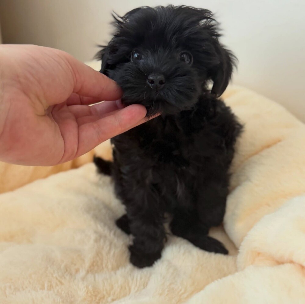 Trained Maltipoo Puppy 55873920 - 1