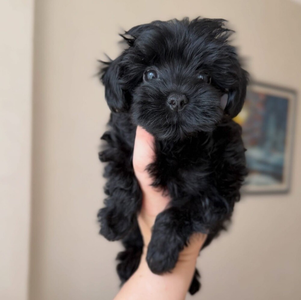 Trained Maltipoo Puppy 55873920 - 2