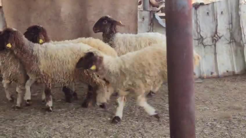 للبيع رخال سوريه سمان فل - 4