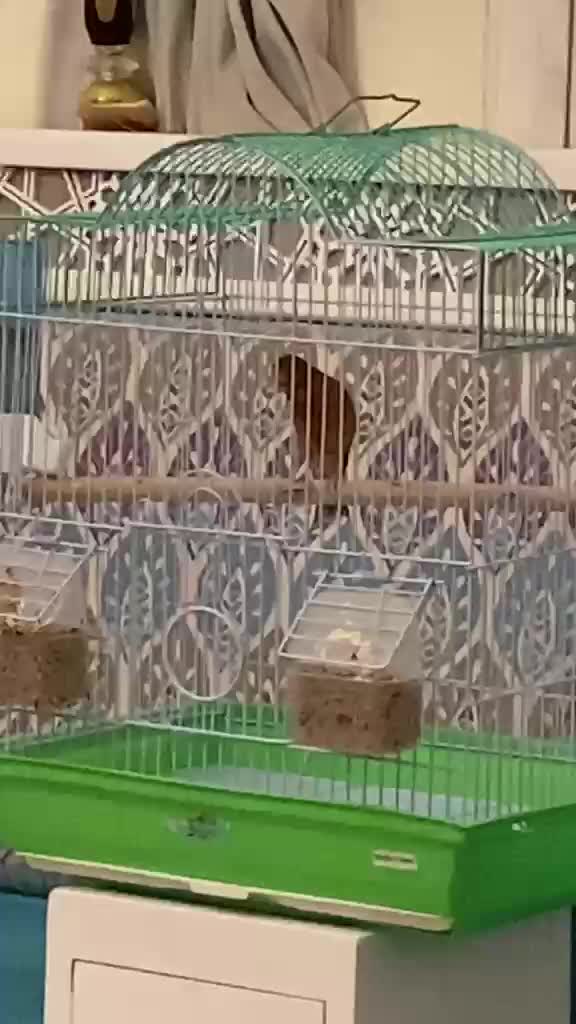 كناري. تغريد. ايراني - 1