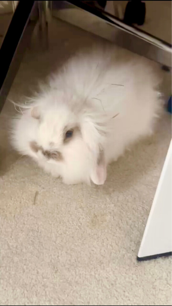 mix lop and fuzzy lop  - 2