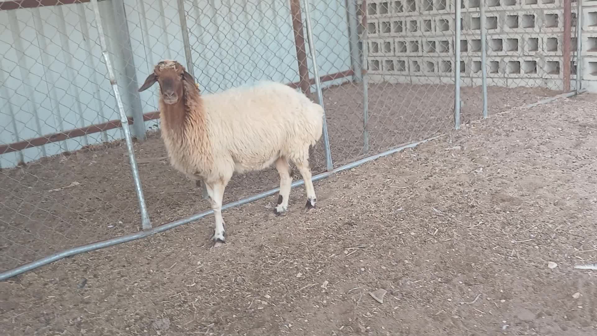 للبيع شاة سورية دفيع شرط - 2