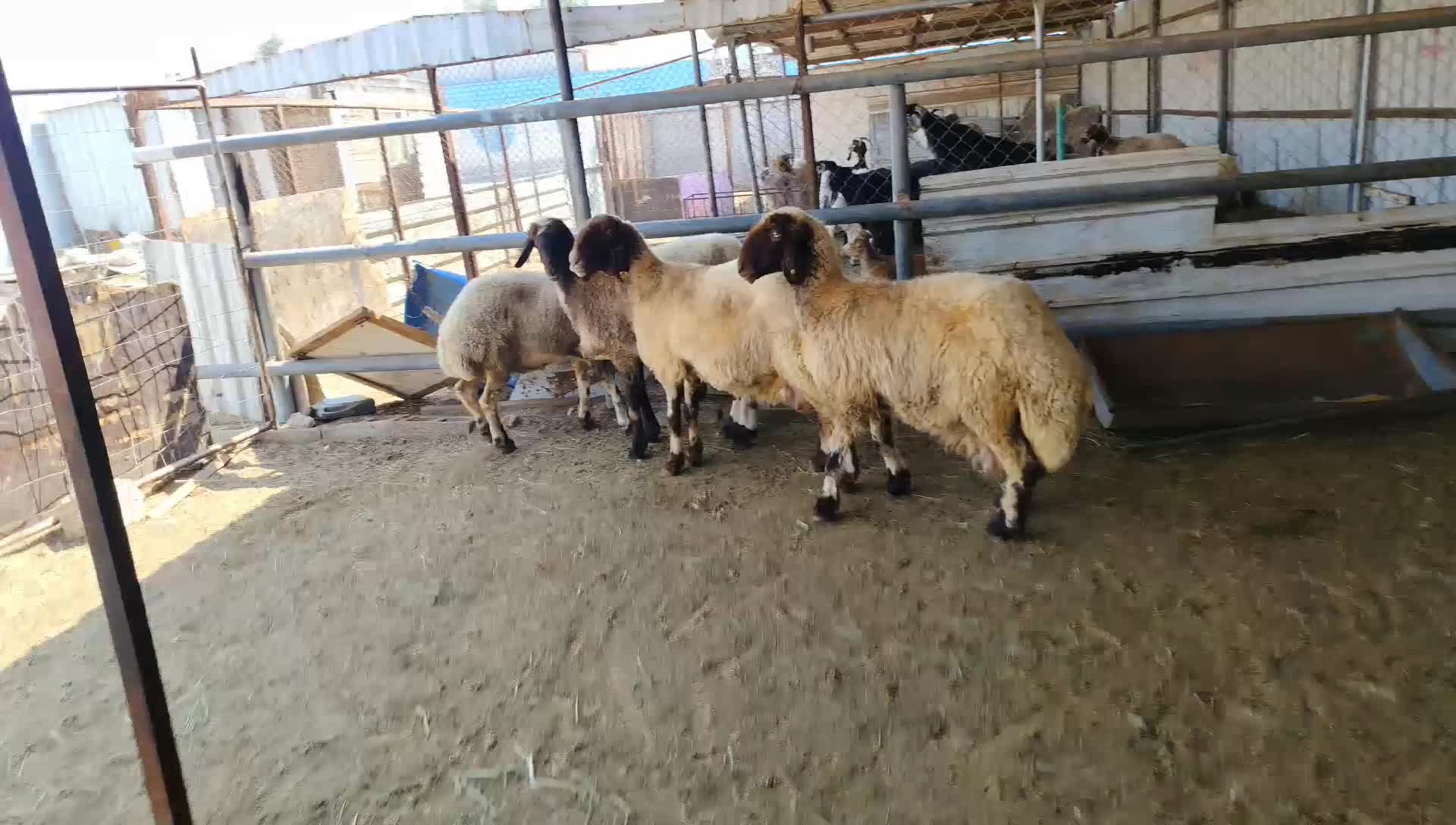 شويهات سوريه طيبه شكل وجرم - 1