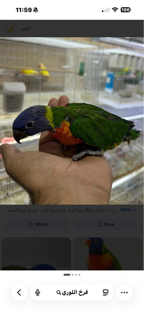 بغبغاء اللوري - 1