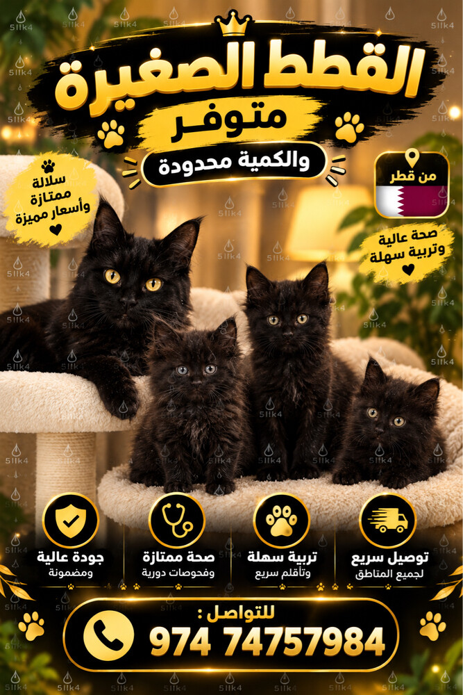 القط العملاق الماين كون - 1