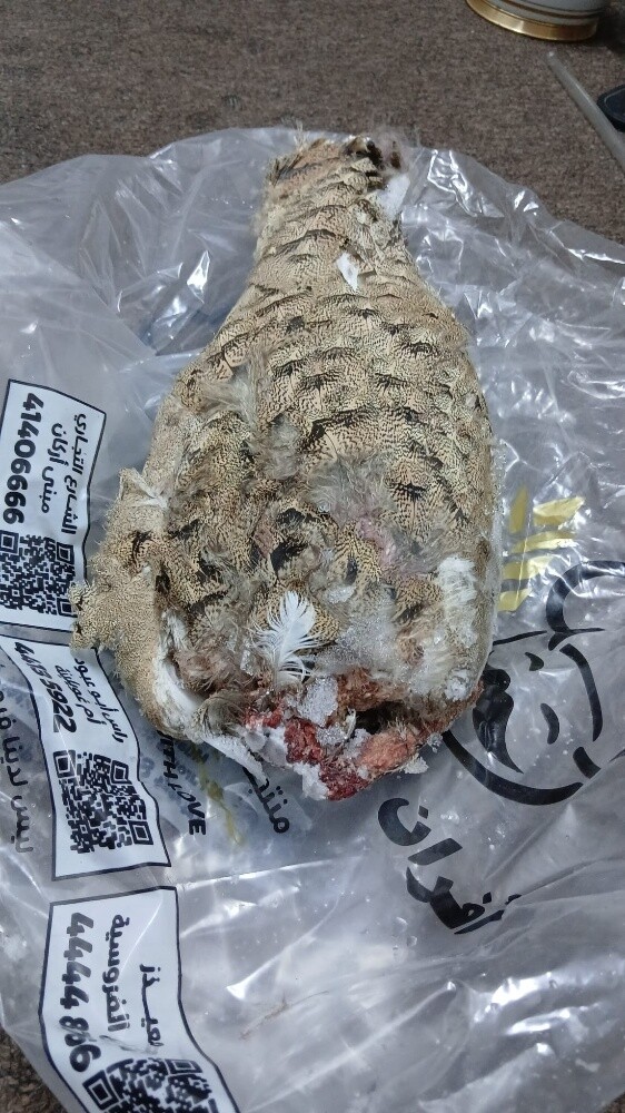 حباري حفانه مذبوحه - 1