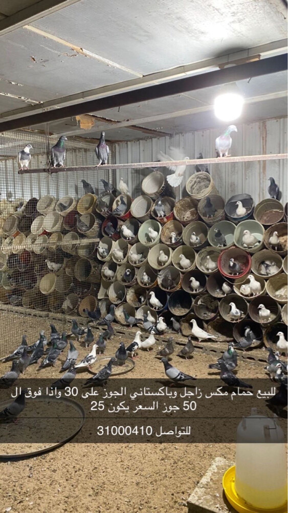 للبيع حمام زاجل وباكستاني - 1