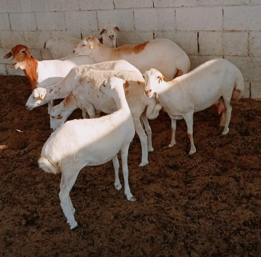 خروف  - 2