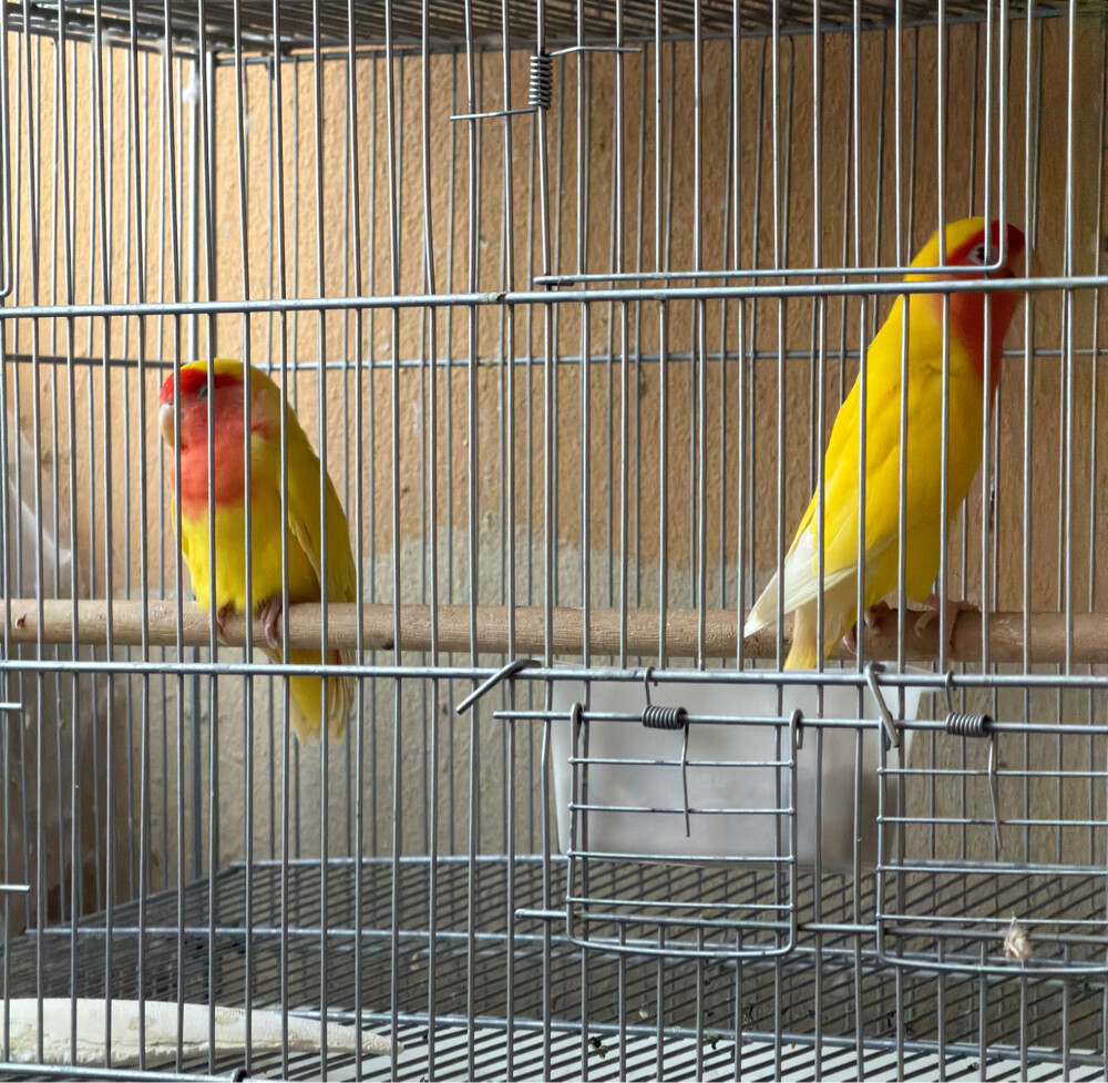 lautino lovebirds - 1