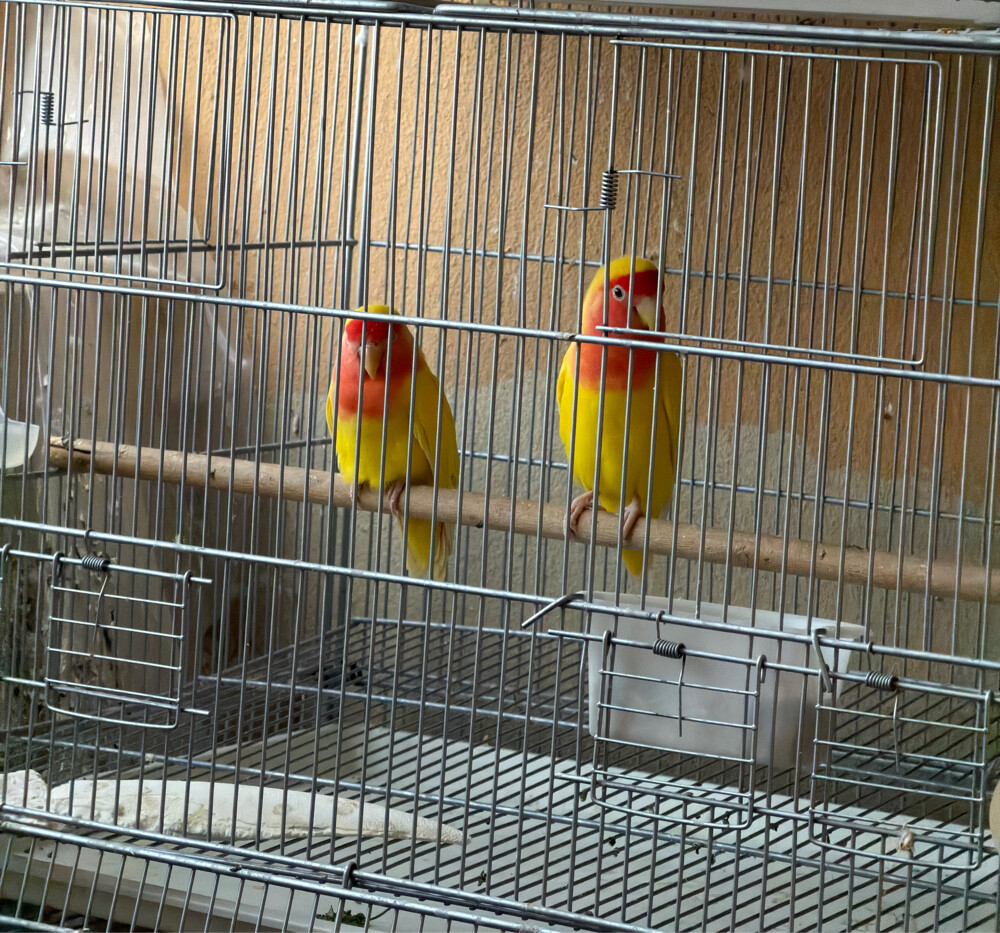 lautino lovebirds - 2