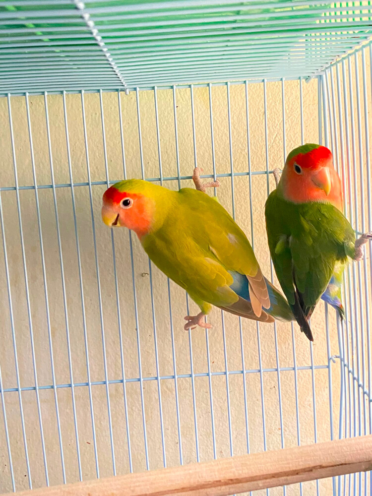 rosey face lovebirds - 1