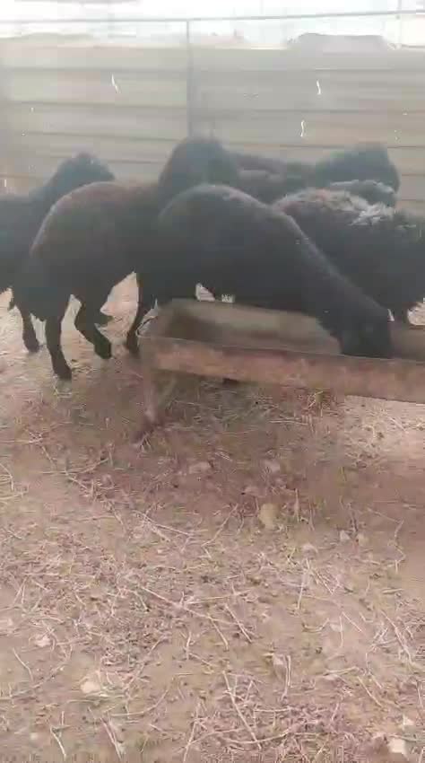 طليان عرب بلدي - 1