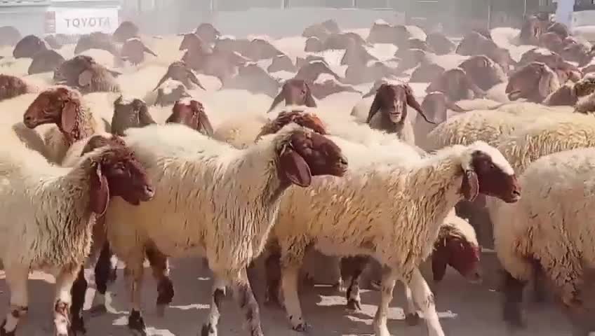 مطلوب مراح كامل للبيع - 1