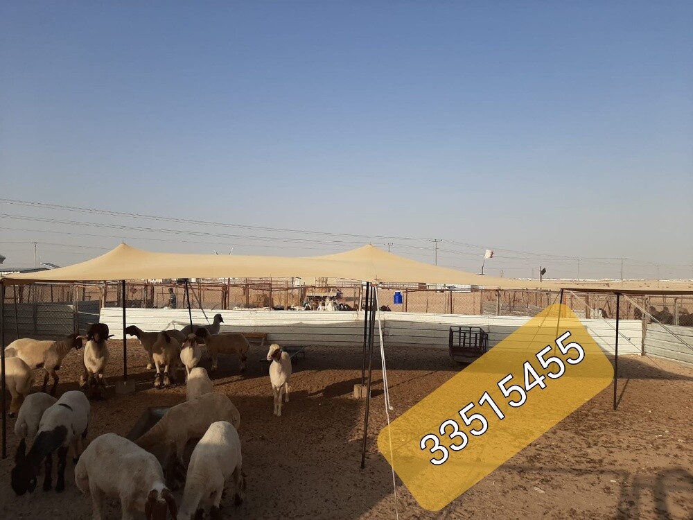 ظلال غنم وابل - 3