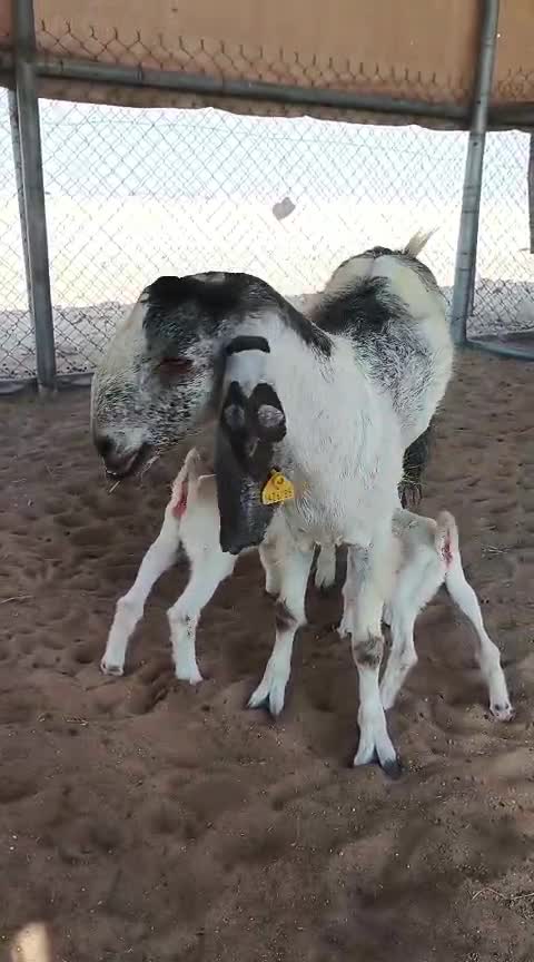 عنز قبرصيه متاومه - 1