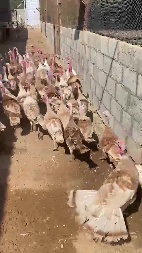 للبيع - 1