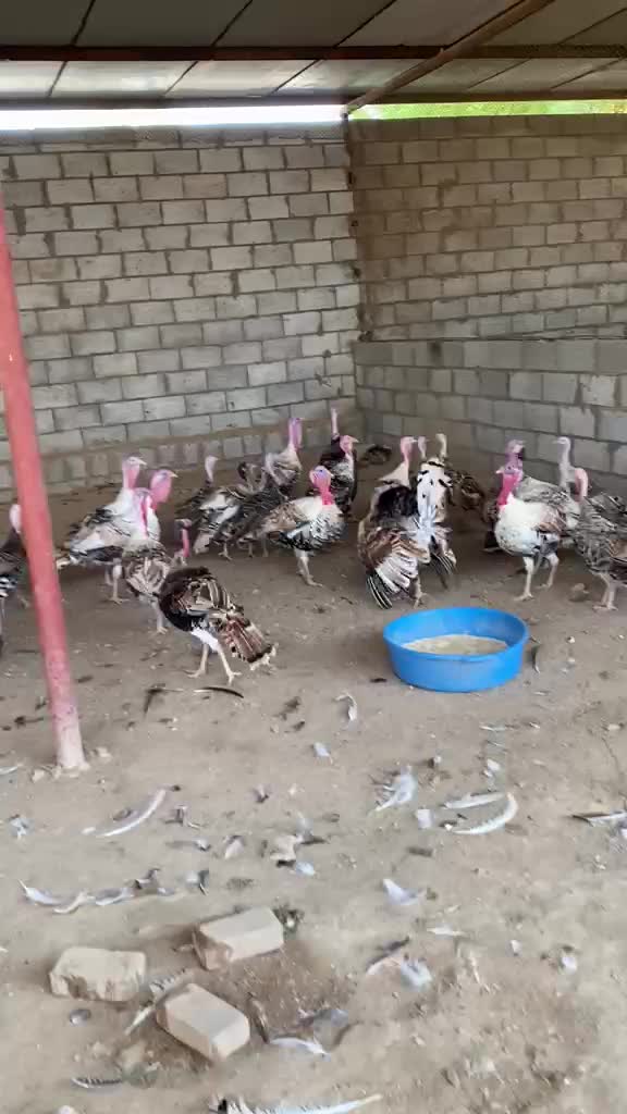 للبيع دجاج رومي الجوز ع 600 - 1