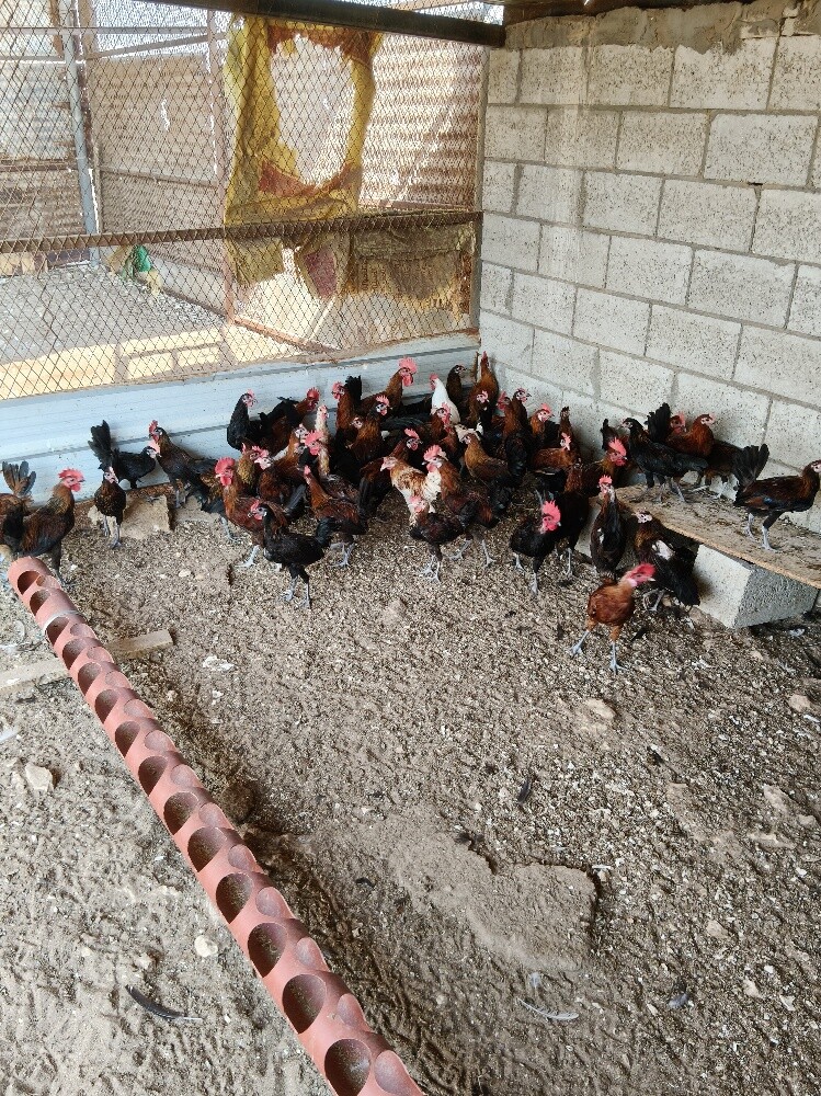 ديوك بلدى فاخر طببه - 1