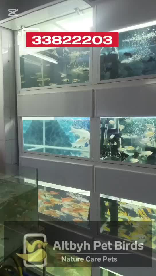 Ornamental Fish - 21
