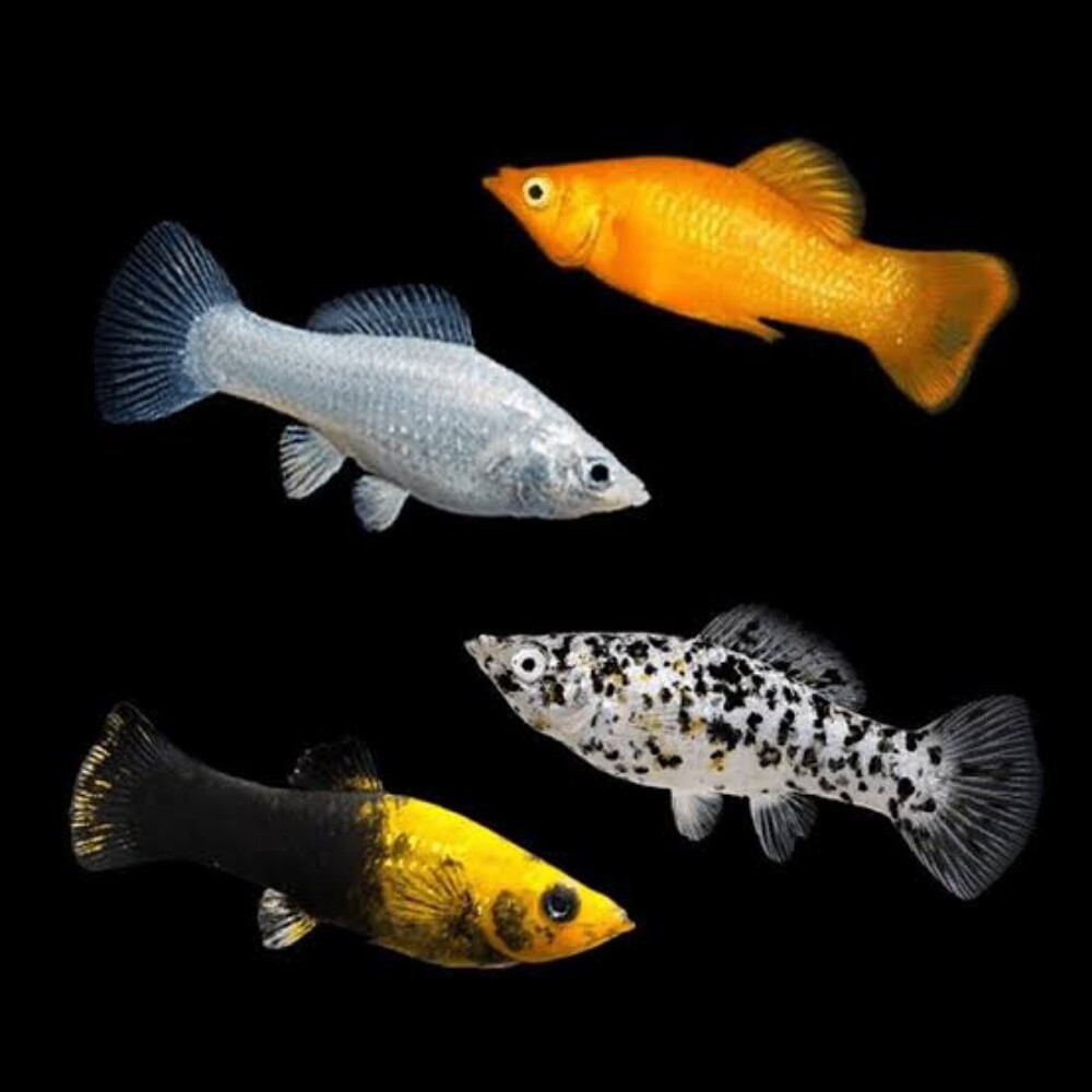 Ornamental Fish - 9