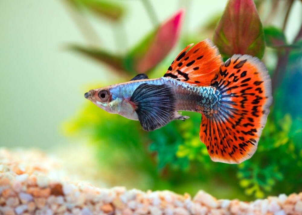 Ornamental Fish - 13