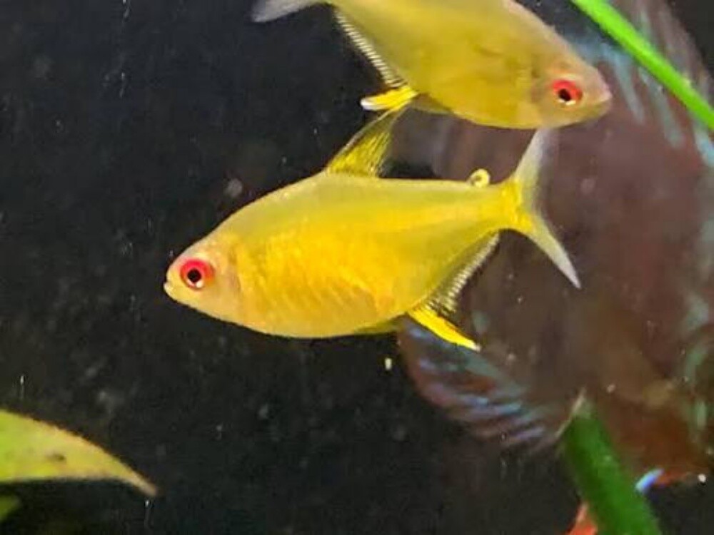 Ornamental Fish - 11